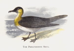 Pomatorhine Skua 作者 亚历山大·弗朗西斯·莱登